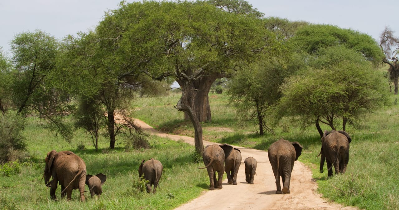 Safari scene