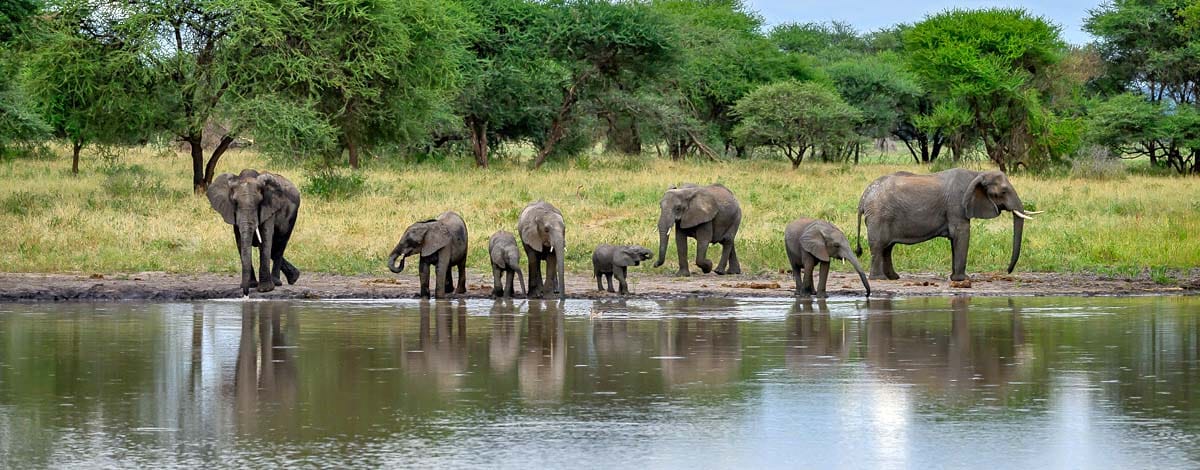 Elephants gathering at the waterhole