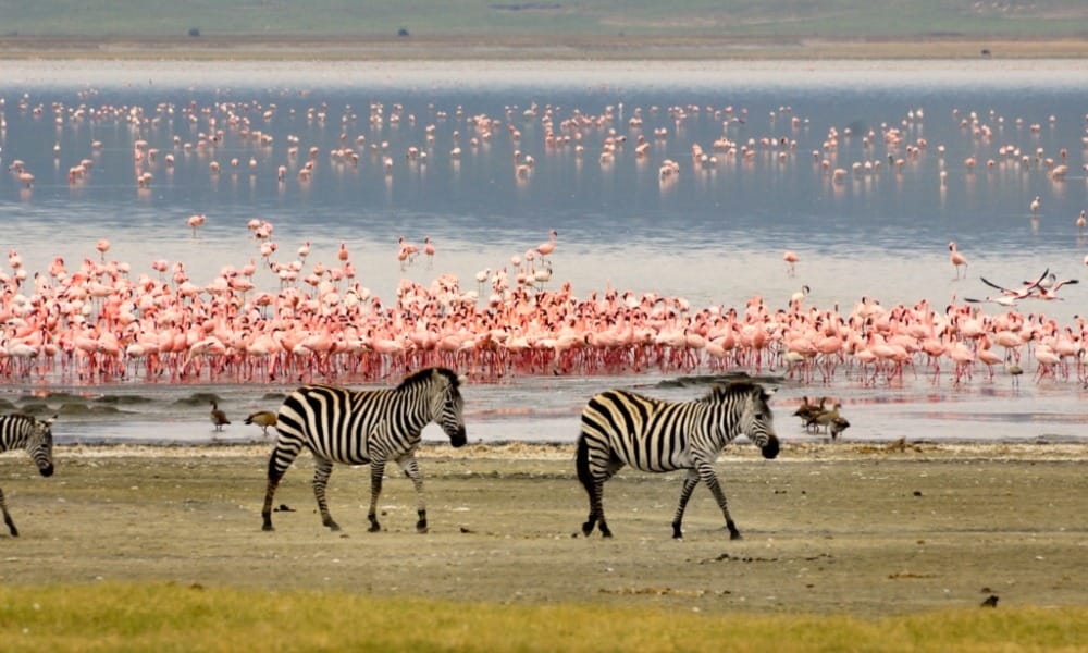 Safari scene