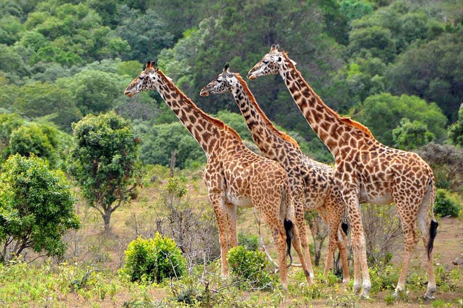 Safari scene